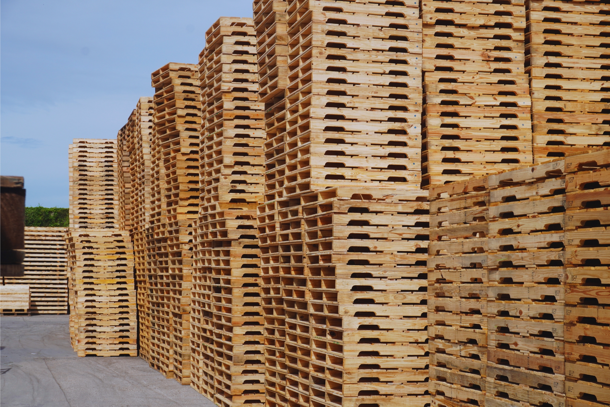Extensive inventory of stacked wooden pallets at W W Pallets facility in Tampa Bay