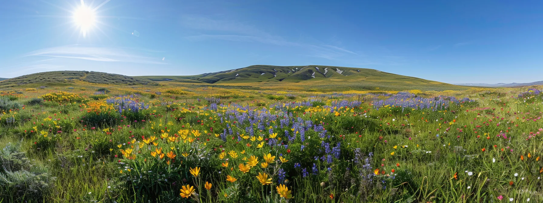 a vibrant, sunlit meadow is alive with a kaleidoscope of blooming wildflowers swaying gently in the breeze under a clear blue sky, embodying the essence of spring's awakening. a vibrant, sunlit meadow is alive with a kaleidoscope of blooming wildflowers swaying gently in the breeze under a clear blue sky, embodying the essence of spring's awakening.